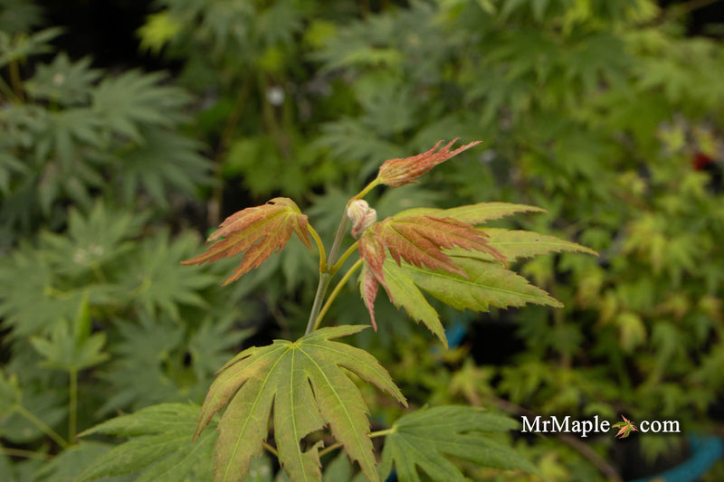 - Acer palmatum x shirasawanum ‘Green Flag' Japanese Maple - Mr Maple │ Buy Japanese Maple Trees