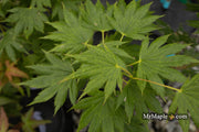 - Acer palmatum x shirasawanum ‘Green Flag' Japanese Maple - Mr Maple │ Buy Japanese Maple Trees
