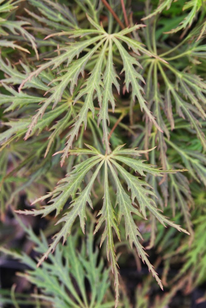 - Acer palmatum x shirasawanum ‘Green River' Weeping Japanese Maple - Mr Maple │ Buy Japanese Maple Trees