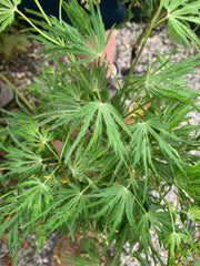 - Acer palmatum x shirasawanum ‘Green River' Weeping Japanese Maple - Mr Maple │ Buy Japanese Maple Trees