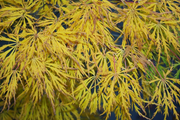 - Acer palmatum x shirasawanum ‘Green River' Weeping Japanese Maple - Mr Maple │ Buy Japanese Maple Trees