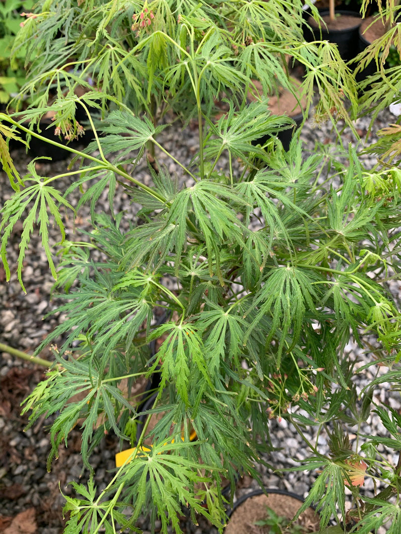 - Acer palmatum x shirasawanum ‘Green River' Weeping Japanese Maple - Mr Maple │ Buy Japanese Maple Trees