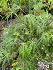 - Acer palmatum x shirasawanum ‘Green River' Weeping Japanese Maple - Mr Maple │ Buy Japanese Maple Trees