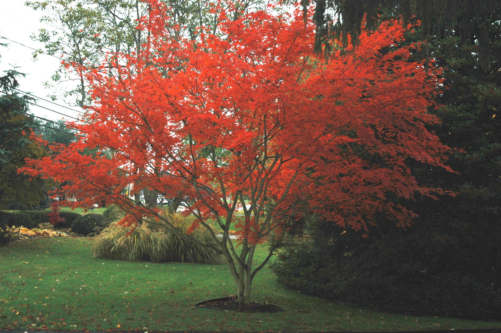 Buy Acer palmatum 'Trompenburg' Japanese Maple — Mr Maple │ Buy