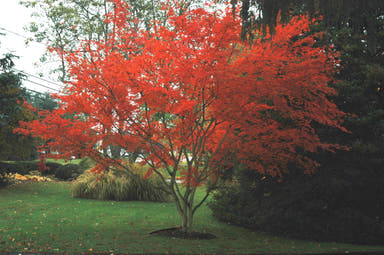 - Acer palmatum x shirasawanum ‘Trompenburg' Japanese Maple - Mr Maple │ Buy Japanese Maple Trees