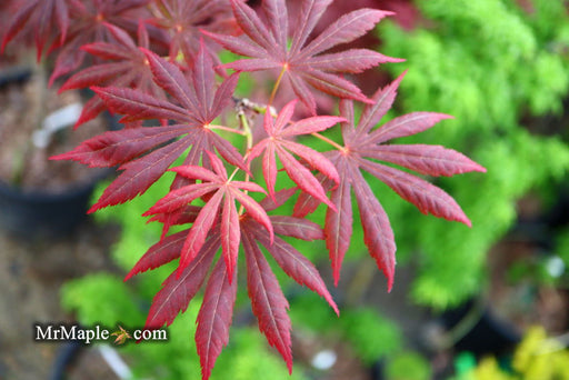 - Acer palmatum x shirasawanum ‘Trompenburg' Japanese Maple - Mr Maple │ Buy Japanese Maple Trees