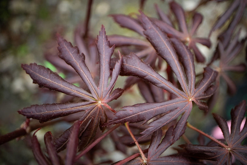 - Acer palmatum x shirasawanum ‘Trompenburg' Japanese Maple - Mr Maple │ Buy Japanese Maple Trees