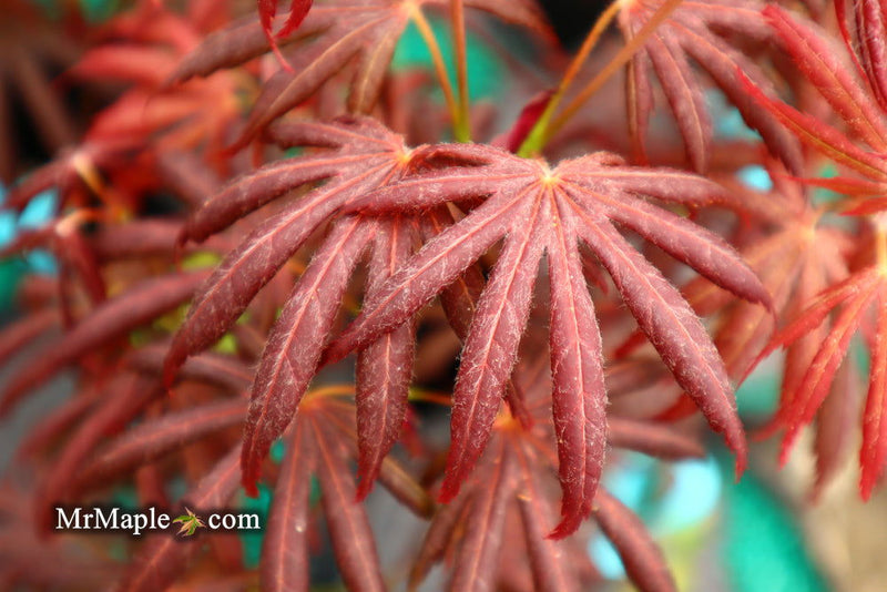 - Acer palmatum x shirasawanum ‘Trompenburg' Japanese Maple - Mr Maple │ Buy Japanese Maple Trees