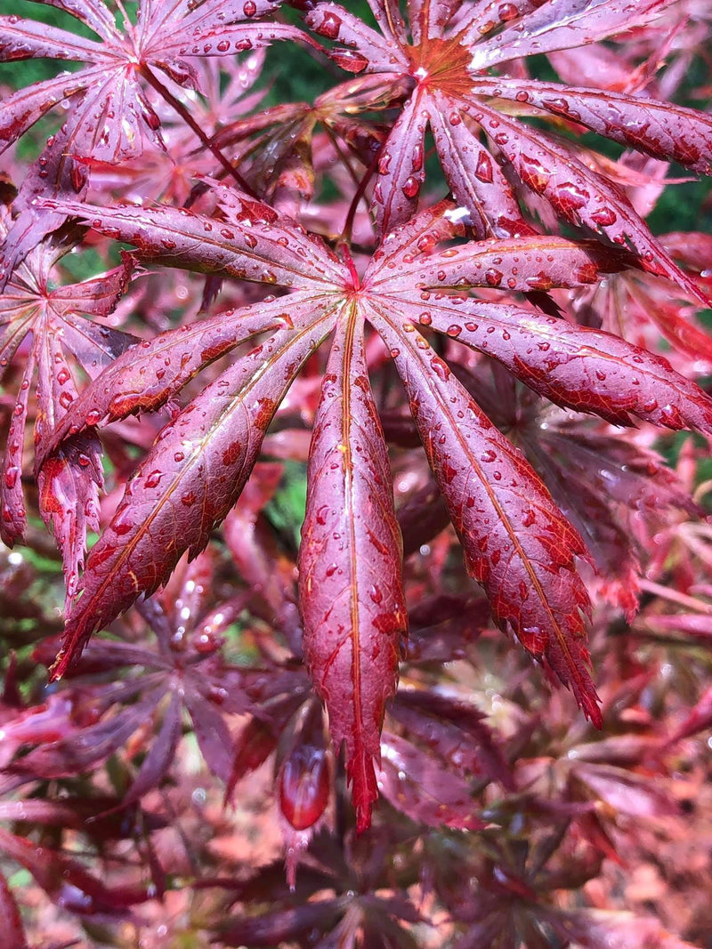 - Acer palmatum x shirasawanum ‘Trompenburg' Japanese Maple - Mr Maple │ Buy Japanese Maple Trees