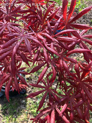 - Acer palmatum x shirasawanum ‘Trompenburg' Japanese Maple - Mr Maple │ Buy Japanese Maple Trees