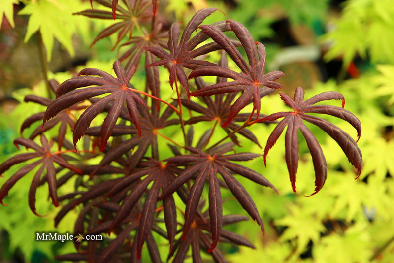 - Acer palmatum x shirasawanum ‘Trompenburg' Japanese Maple - Mr Maple │ Buy Japanese Maple Trees