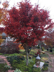 - Acer palmatum x shirasawanum ‘Trompenburg' Japanese Maple - Mr Maple │ Buy Japanese Maple Trees