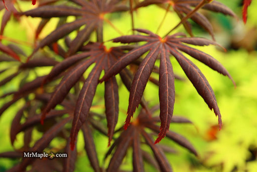 - Acer palmatum x shirasawanum ‘Trompenburg' Japanese Maple - Mr Maple │ Buy Japanese Maple Trees