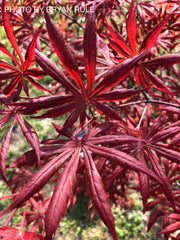 - Acer palmatum x shirasawanum ‘Trompenburg' Japanese Maple - Mr Maple │ Buy Japanese Maple Trees