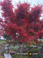 - Acer palmatum x shirasawanum ‘Trompenburg' Japanese Maple - Mr Maple │ Buy Japanese Maple Trees