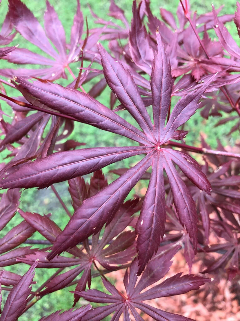 - Acer palmatum x shirasawanum ‘Trompenburg' Japanese Maple - Mr Maple │ Buy Japanese Maple Trees