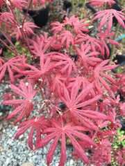 - Acer palmatum x shirasawanum ‘Trompenburg' Japanese Maple - Mr Maple │ Buy Japanese Maple Trees
