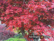 - Acer palmatum x shirasawanum ‘Trompenburg' Japanese Maple - Mr Maple │ Buy Japanese Maple Trees