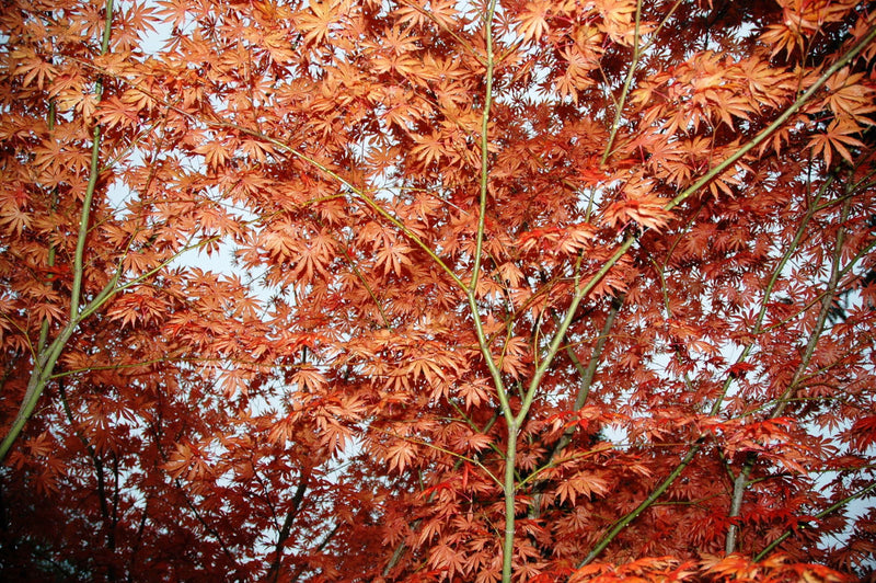 - Acer palmatum x shirasawanum ‘Trompenburg' Japanese Maple - Mr Maple │ Buy Japanese Maple Trees