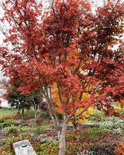 - Acer palmatum x shirasawanum ‘Trompenburg' Japanese Maple - Mr Maple │ Buy Japanese Maple Trees