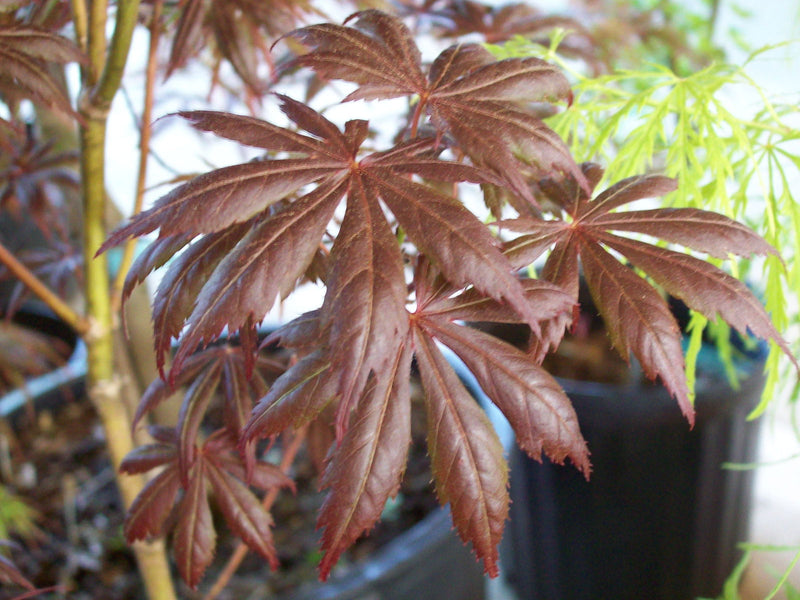 - Acer palmatum x shirasawanum ‘Trompenburg' Japanese Maple - Mr Maple │ Buy Japanese Maple Trees