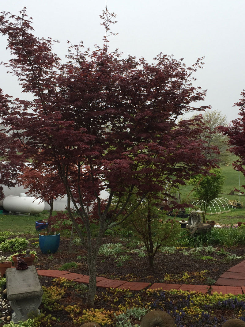 - Acer palmatum x shirasawanum ‘Trompenburg' Japanese Maple - Mr Maple │ Buy Japanese Maple Trees