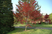 - Acer palmatum x shirasawanum ‘Trompenburg' Japanese Maple - Mr Maple │ Buy Japanese Maple Trees