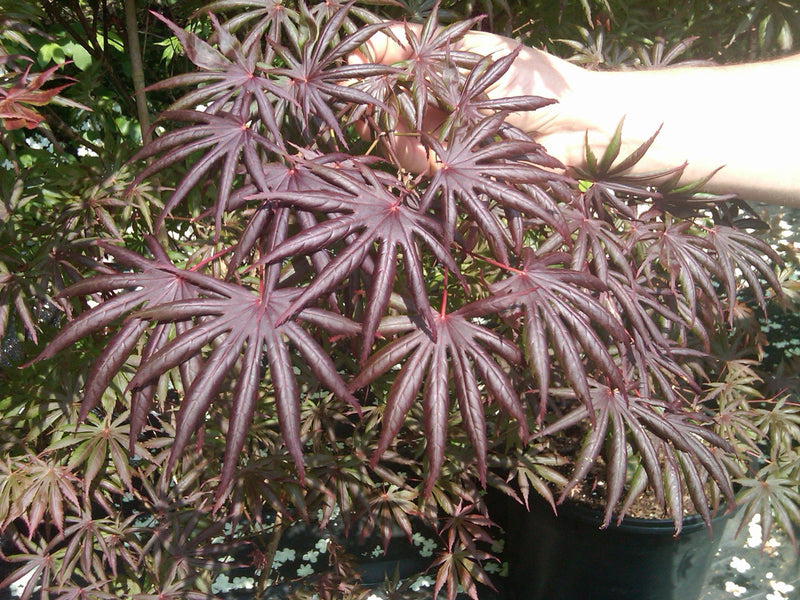 - Acer palmatum x shirasawanum ‘Trompenburg' Japanese Maple - Mr Maple │ Buy Japanese Maple Trees