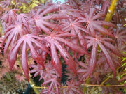 - Acer palmatum x shirasawanum ‘Trompenburg' Japanese Maple - Mr Maple │ Buy Japanese Maple Trees