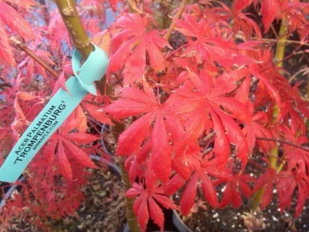 - Acer palmatum x shirasawanum ‘Trompenburg' Japanese Maple - Mr Maple │ Buy Japanese Maple Trees