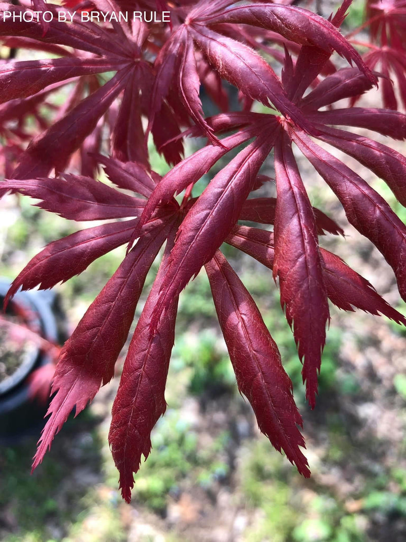 - Acer palmatum x shirasawanum ‘Trompenburg' Japanese Maple - Mr Maple │ Buy Japanese Maple Trees