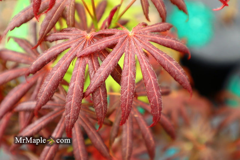 - Acer palmatum x shirasawanum ‘Trompenburg' Japanese Maple - Mr Maple │ Buy Japanese Maple Trees