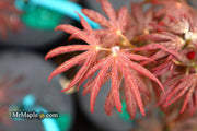 - Acer palmatum x shirasawanum ‘Trompenburg' Japanese Maple - Mr Maple │ Buy Japanese Maple Trees
