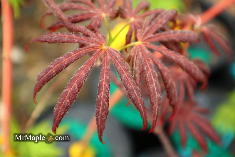 - Acer palmatum x shirasawanum ‘Trompenburg' Japanese Maple - Mr Maple │ Buy Japanese Maple Trees