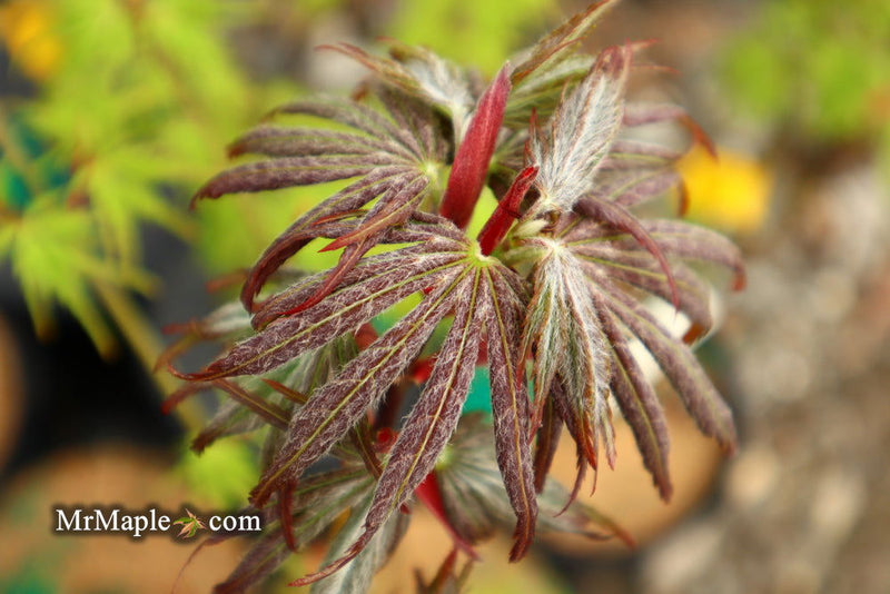 - Acer palmatum x shirasawanum ‘Trompenburg' Japanese Maple - Mr Maple │ Buy Japanese Maple Trees