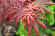 - Acer palmatum x shirasawanum ‘Trompenburg' Japanese Maple - Mr Maple │ Buy Japanese Maple Trees