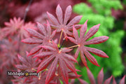 - Acer palmatum x shirasawanum ‘Trompenburg' Japanese Maple - Mr Maple │ Buy Japanese Maple Trees