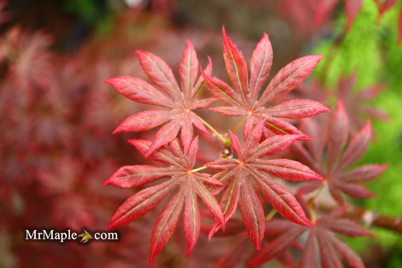 - Acer palmatum x shirasawanum ‘Trompenburg' Japanese Maple - Mr Maple │ Buy Japanese Maple Trees