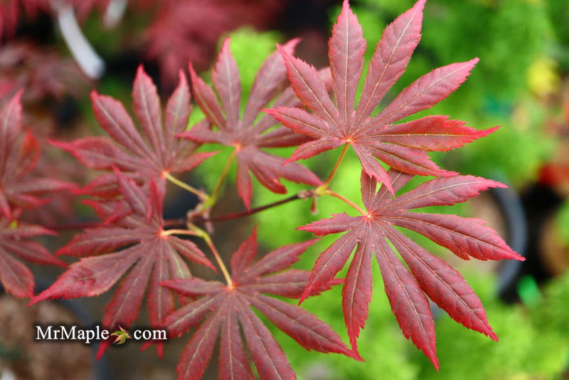 - Acer palmatum x shirasawanum ‘Trompenburg' Japanese Maple - Mr Maple │ Buy Japanese Maple Trees