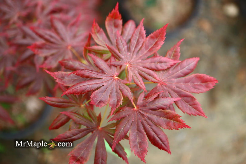 - Acer palmatum x shirasawanum ‘Trompenburg' Japanese Maple - Mr Maple │ Buy Japanese Maple Trees