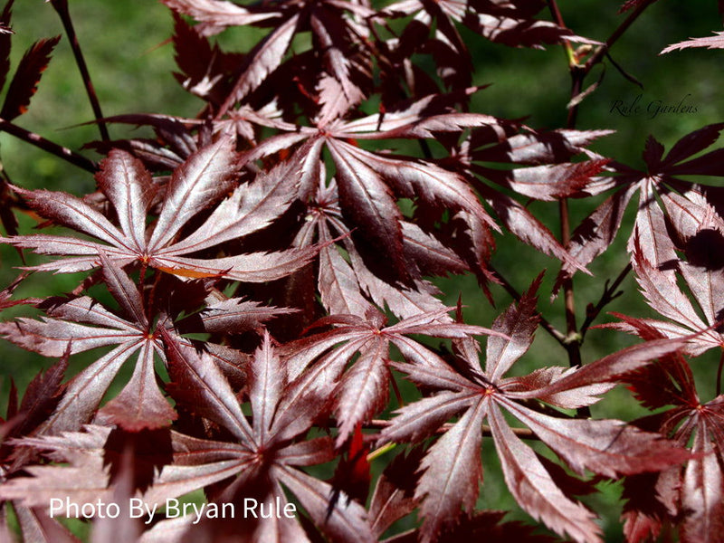- Acer palmatum x shirasawanum ‘Trompenburg' Japanese Maple - Mr Maple │ Buy Japanese Maple Trees