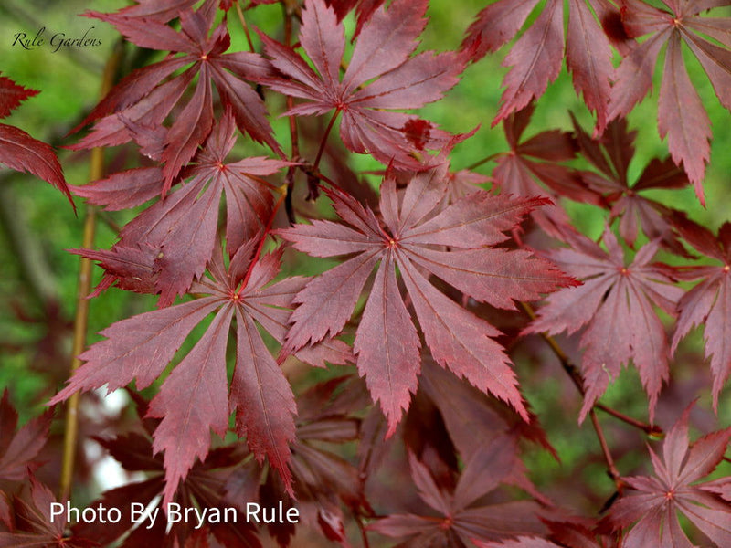 - Acer palmatum x shirasawanum ‘Trompenburg' Japanese Maple - Mr Maple │ Buy Japanese Maple Trees
