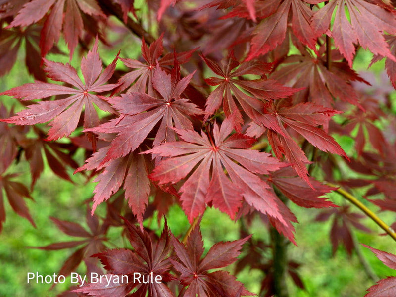 - Acer palmatum x shirasawanum ‘Trompenburg' Japanese Maple - Mr Maple │ Buy Japanese Maple Trees