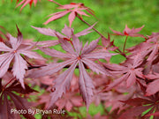 - Acer palmatum x shirasawanum ‘Trompenburg' Japanese Maple - Mr Maple │ Buy Japanese Maple Trees