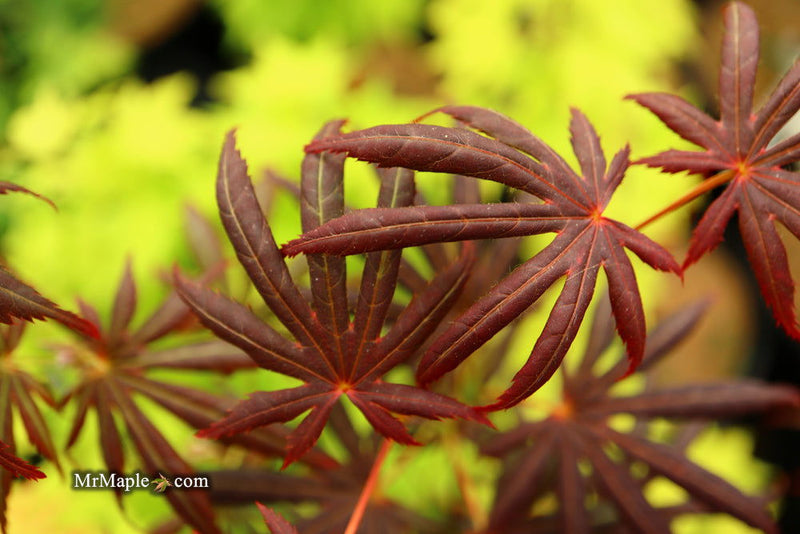 - Acer palmatum x shirasawanum ‘Trompenburg' Japanese Maple - Mr Maple │ Buy Japanese Maple Trees