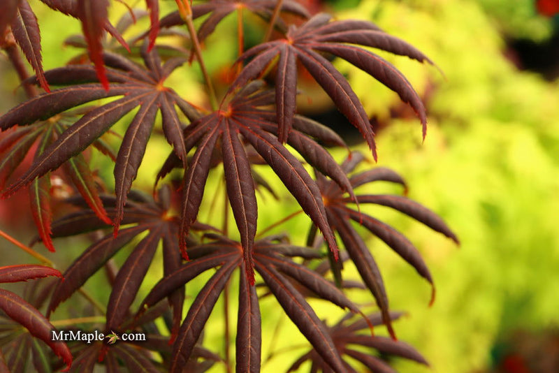 - Acer palmatum x shirasawanum ‘Trompenburg' Japanese Maple - Mr Maple │ Buy Japanese Maple Trees