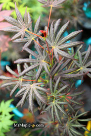 - Acer palmatum x shirasawanum ‘Trompenburg' Japanese Maple - Mr Maple │ Buy Japanese Maple Trees