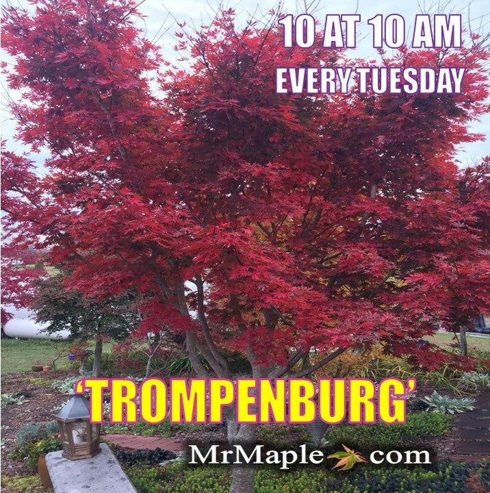 - Acer palmatum x shirasawanum ‘Trompenburg' Japanese Maple - Mr Maple │ Buy Japanese Maple Trees