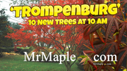 - Acer palmatum x shirasawanum ‘Trompenburg' Japanese Maple - Mr Maple │ Buy Japanese Maple Trees