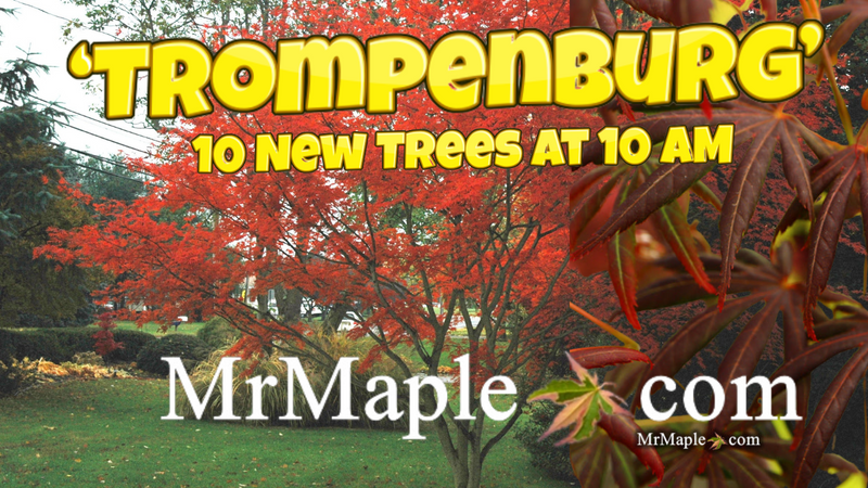- Acer palmatum x shirasawanum ‘Trompenburg' Japanese Maple - Mr Maple │ Buy Japanese Maple Trees
